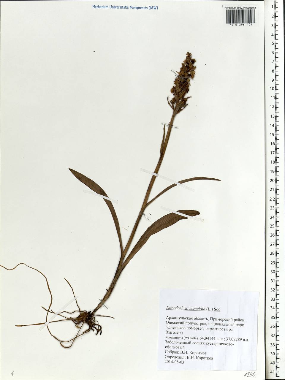 Dactylorhiza maculata (L.) Soó, Eastern Europe, Northern region (E1) (Russia)
