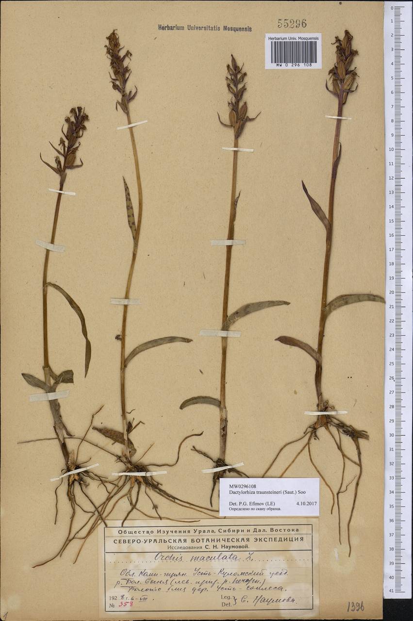 Dactylorhiza majalis subsp. lapponica (Laest. ex Hartm.) H.Sund., Eastern Europe, Northern region (E1) (Russia)