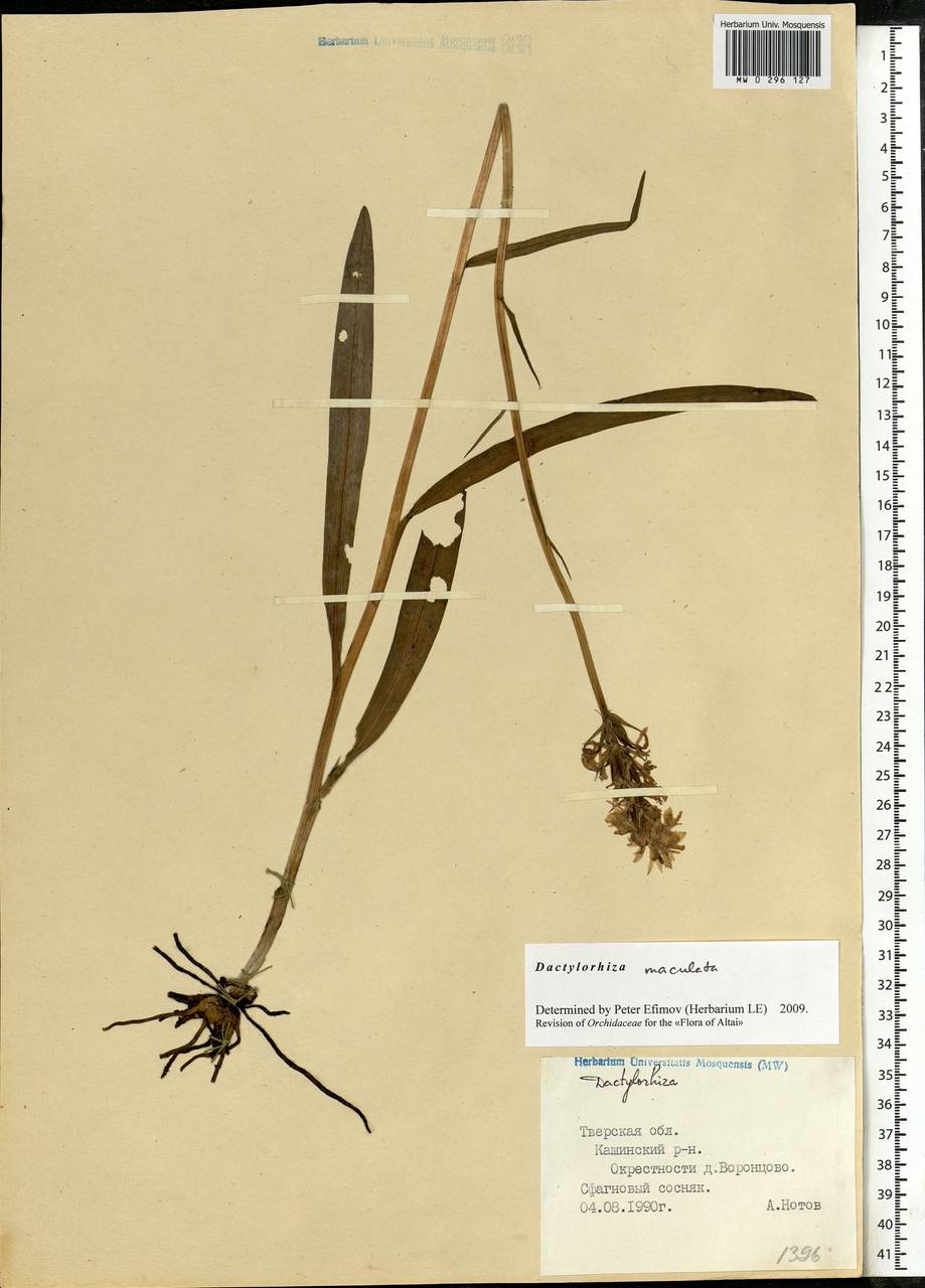 Dactylorhiza maculata (L.) Soó, Eastern Europe, North-Western region (E2) (Russia)