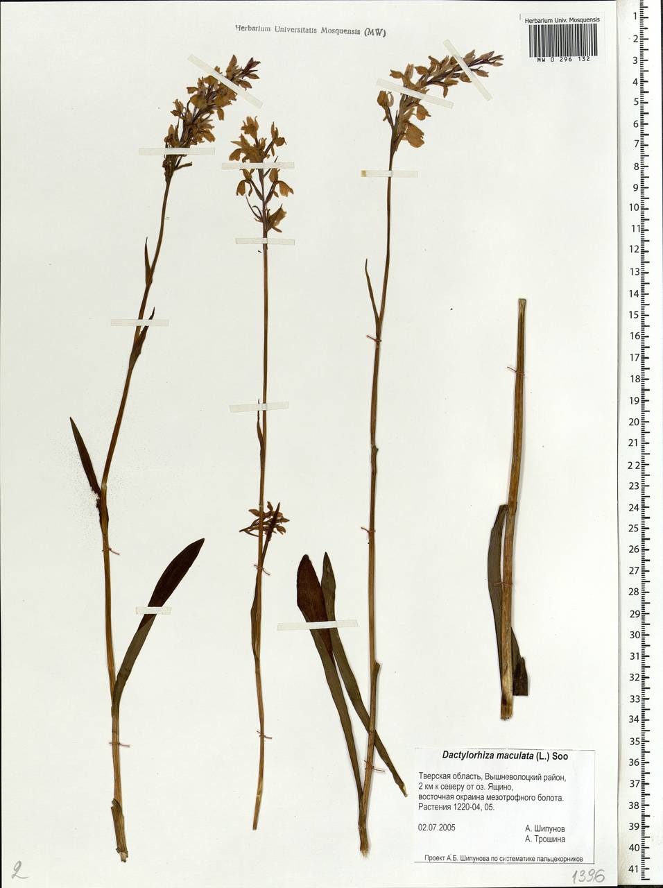 Dactylorhiza maculata (L.) Soó, Eastern Europe, North-Western region (E2) (Russia)