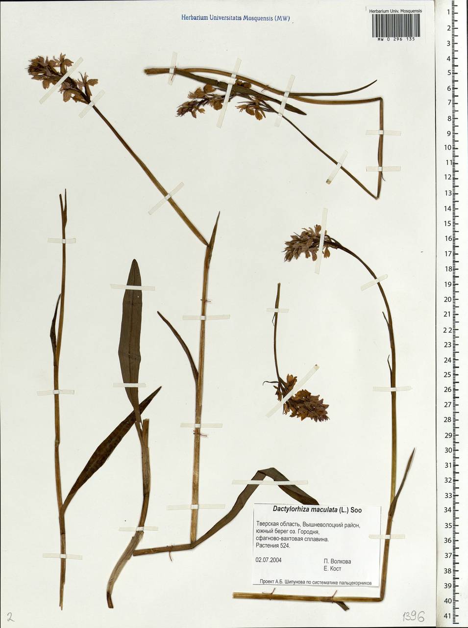 Dactylorhiza maculata (L.) Soó, Eastern Europe, North-Western region (E2) (Russia)