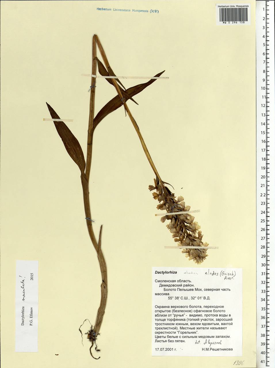 Dactylorhiza maculata (L.) Soó, Eastern Europe, Western region (E3) (Russia)