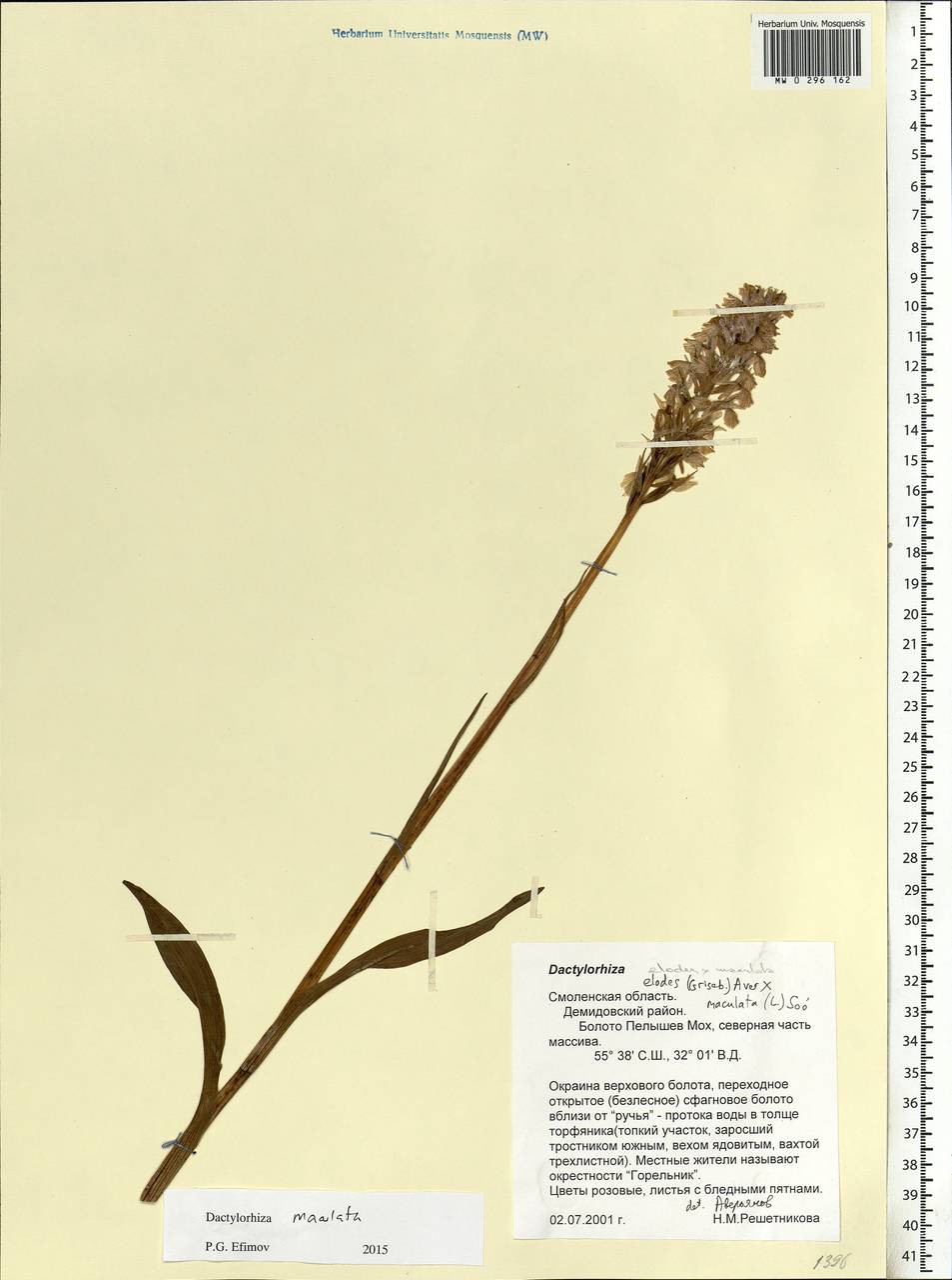 Dactylorhiza maculata (L.) Soó, Eastern Europe, Western region (E3) (Russia)