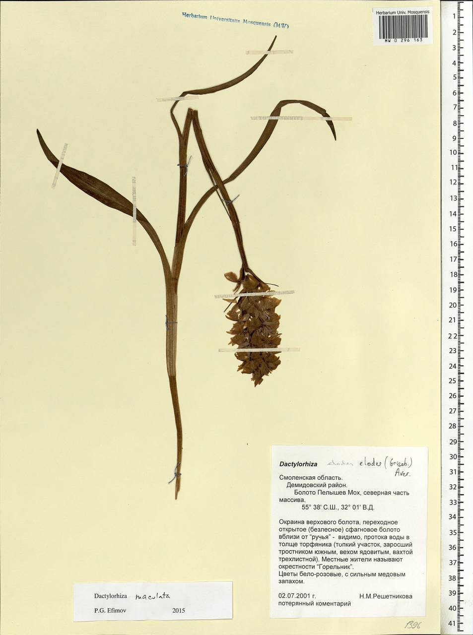 Dactylorhiza maculata (L.) Soó, Eastern Europe, Western region (E3) (Russia)