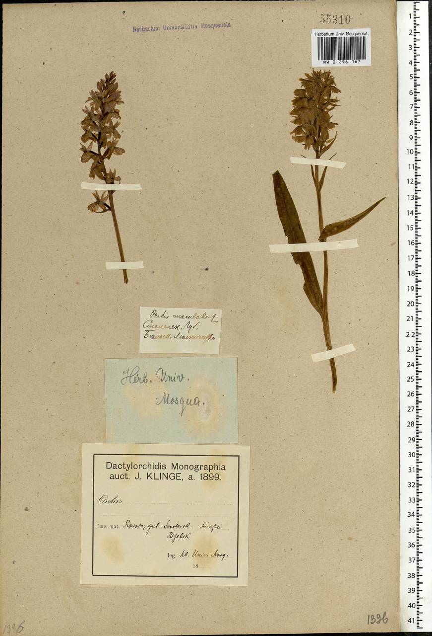 Dactylorhiza maculata (L.) Soó, Eastern Europe, North-Western region (E2) (Russia)