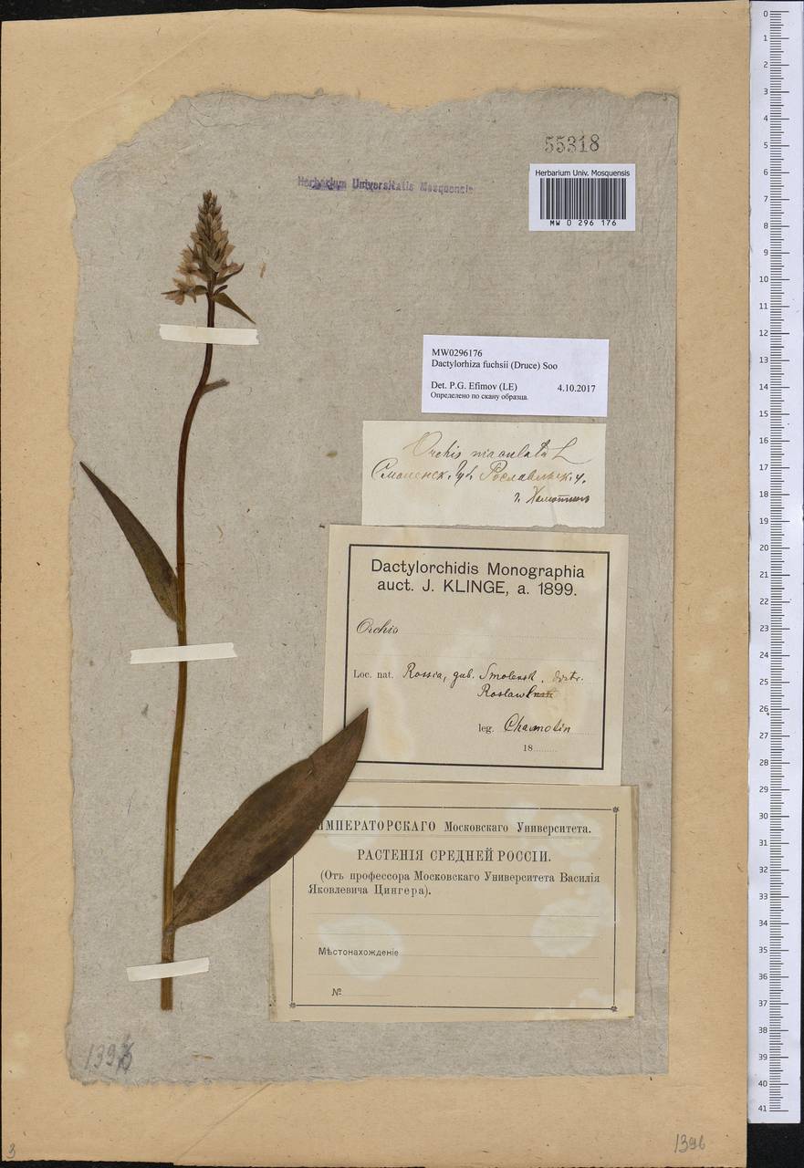 Dactylorhiza maculata subsp. fuchsii (Druce) Hyl., Eastern Europe, Western region (E3) (Russia)