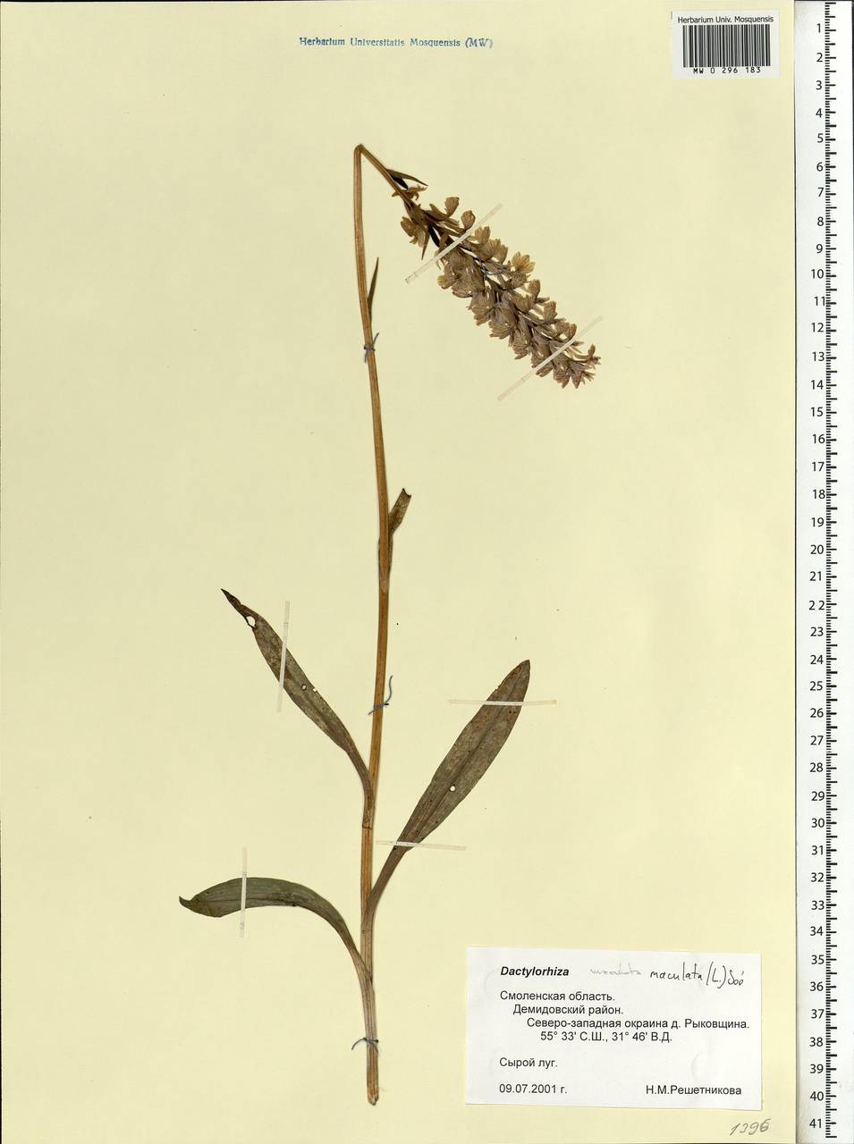 Dactylorhiza maculata (L.) Soó, Eastern Europe, Western region (E3) (Russia)