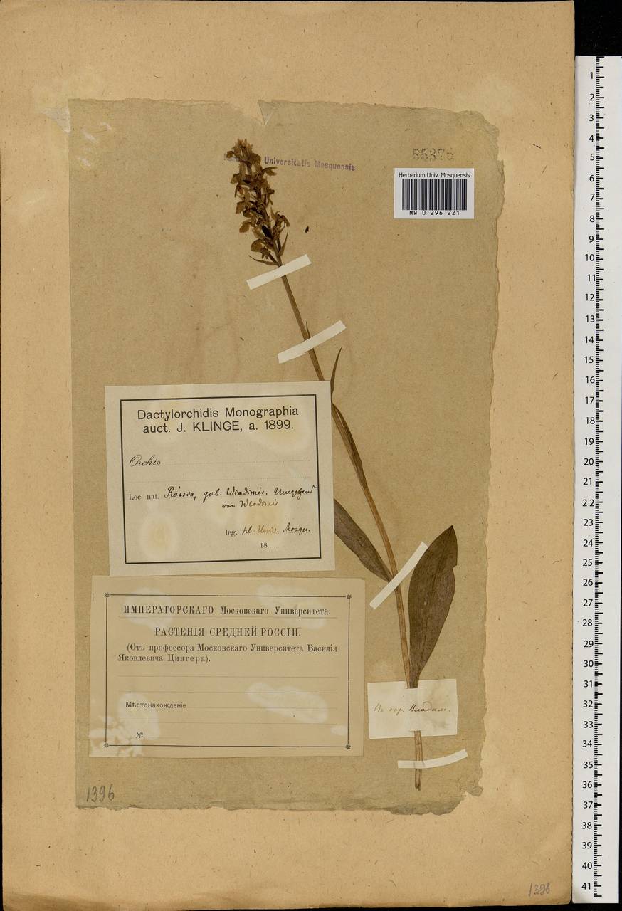 Dactylorhiza maculata (L.) Soó, Eastern Europe, Central region (E4) (Russia)