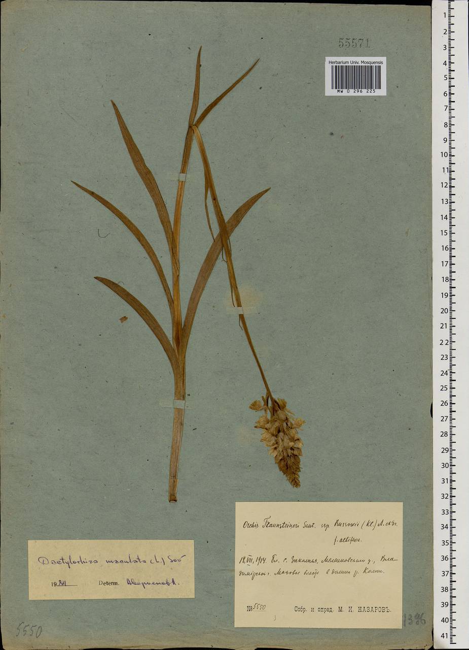 Dactylorhiza maculata (L.) Soó, Eastern Europe, Central region (E4) (Russia)