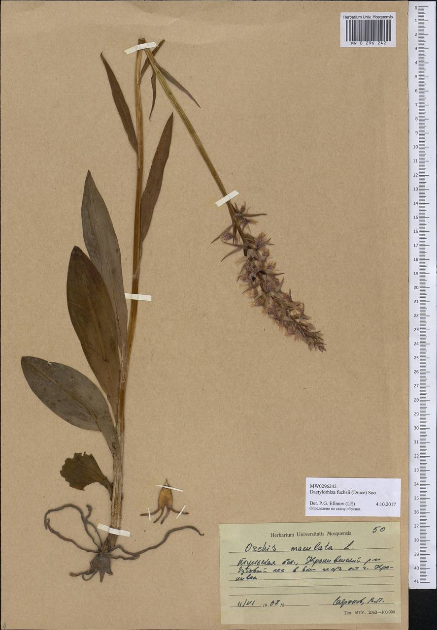 Dactylorhiza maculata subsp. fuchsii (Druce) Hyl., Eastern Europe, Central region (E4) (Russia)