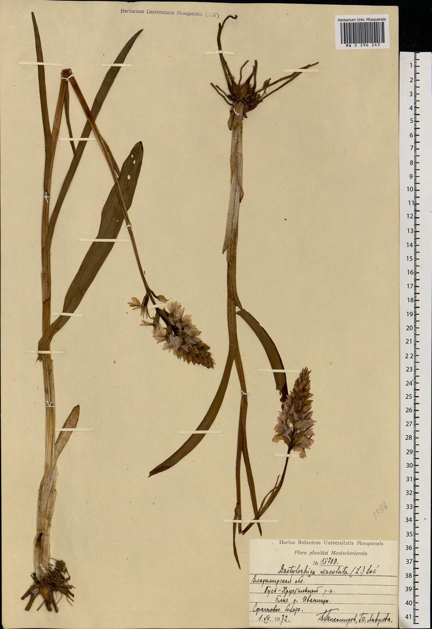 Dactylorhiza maculata (L.) Soó, Eastern Europe, Central region (E4) (Russia)