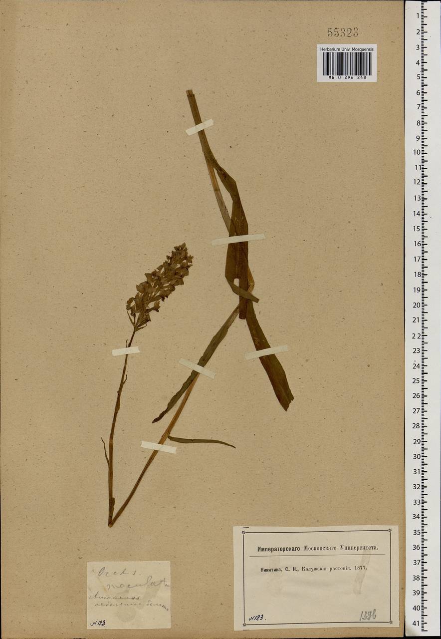 Dactylorhiza maculata (L.) Soó, Eastern Europe, Central region (E4) (Russia)