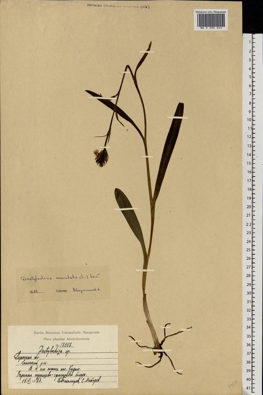 Dactylorhiza maculata (L.) Soó, Eastern Europe, Central region (E4) (Russia)