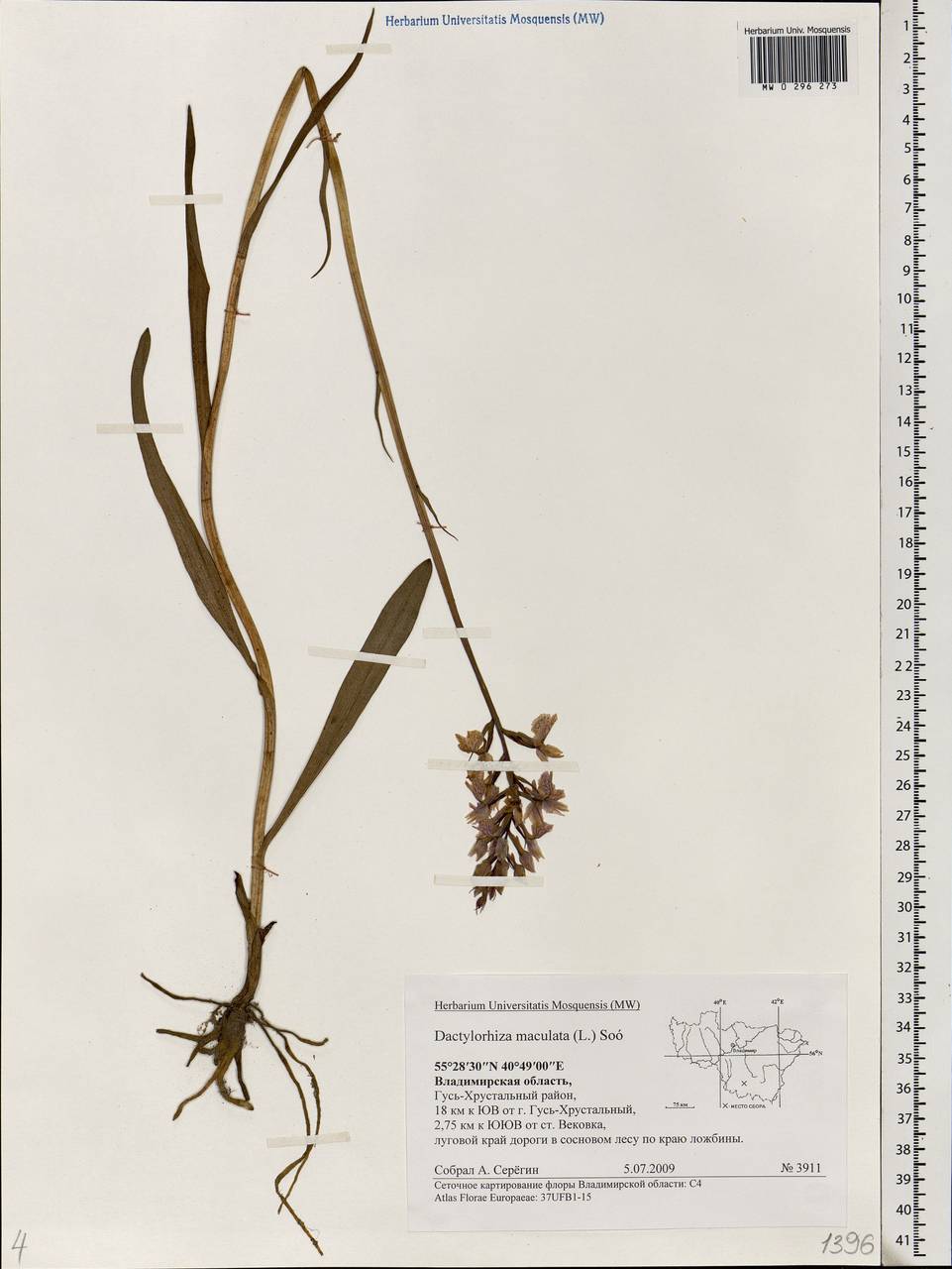 Dactylorhiza maculata (L.) Soó, Eastern Europe, Central region (E4) (Russia)