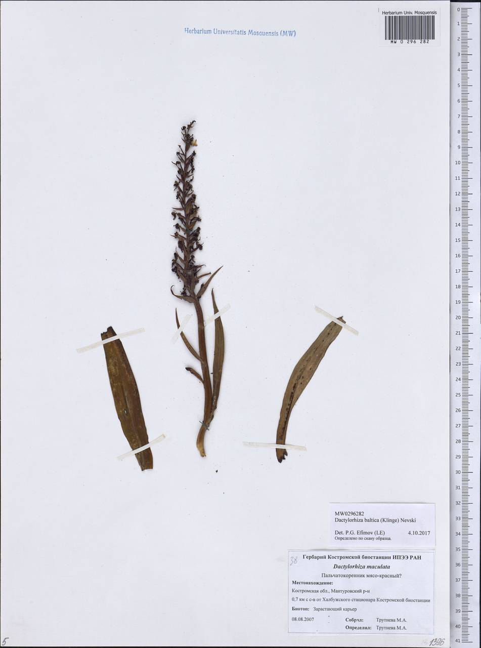 Dactylorhiza majalis subsp. baltica (Klinge) H.Sund., Eastern Europe, Central forest region (E5) (Russia)