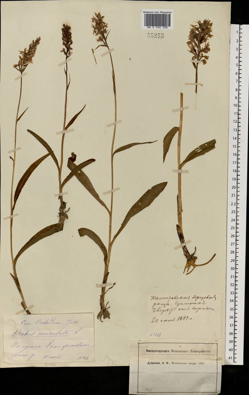 Dactylorhiza maculata (L.) Soó, Eastern Europe, Moscow region (E4a) (Russia)
