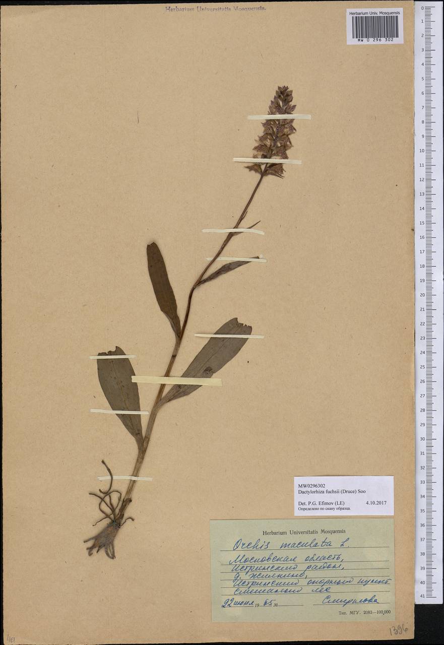 Dactylorhiza maculata subsp. fuchsii (Druce) Hyl., Eastern Europe, Moscow region (E4a) (Russia)