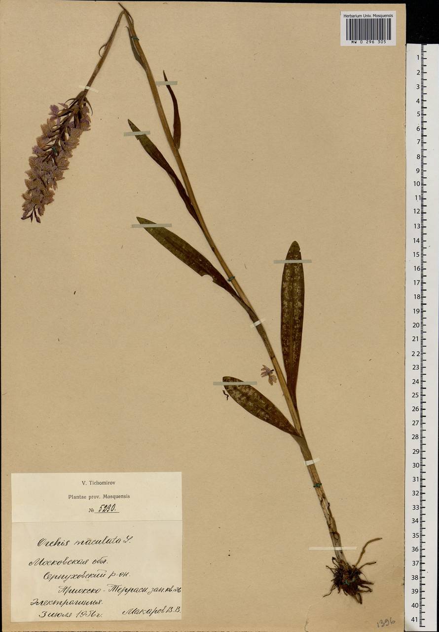 Dactylorhiza maculata (L.) Soó, Eastern Europe, Moscow region (E4a) (Russia)