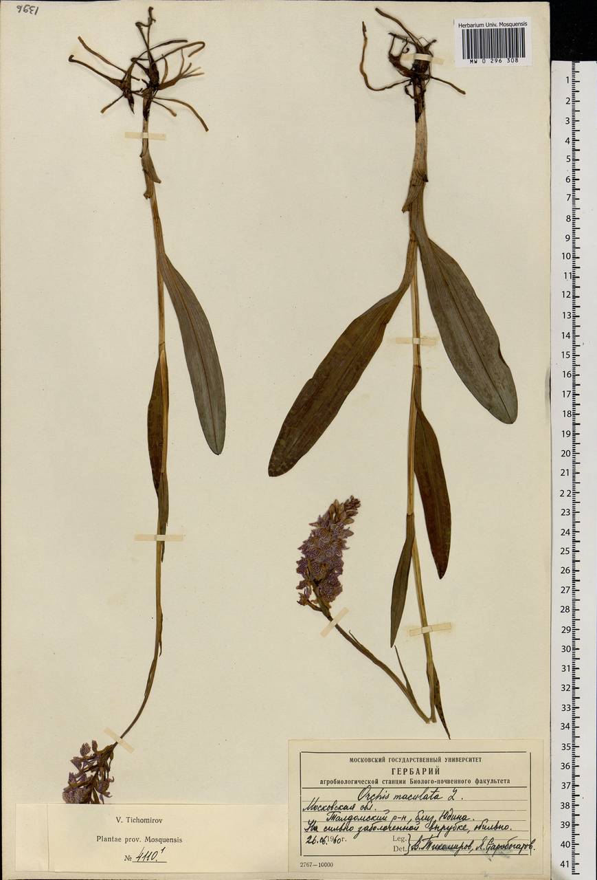 Dactylorhiza maculata (L.) Soó, Eastern Europe, Moscow region (E4a) (Russia)