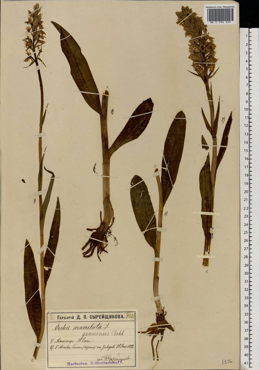 Dactylorhiza maculata (L.) Soó, Eastern Europe, Moscow region (E4a) (Russia)