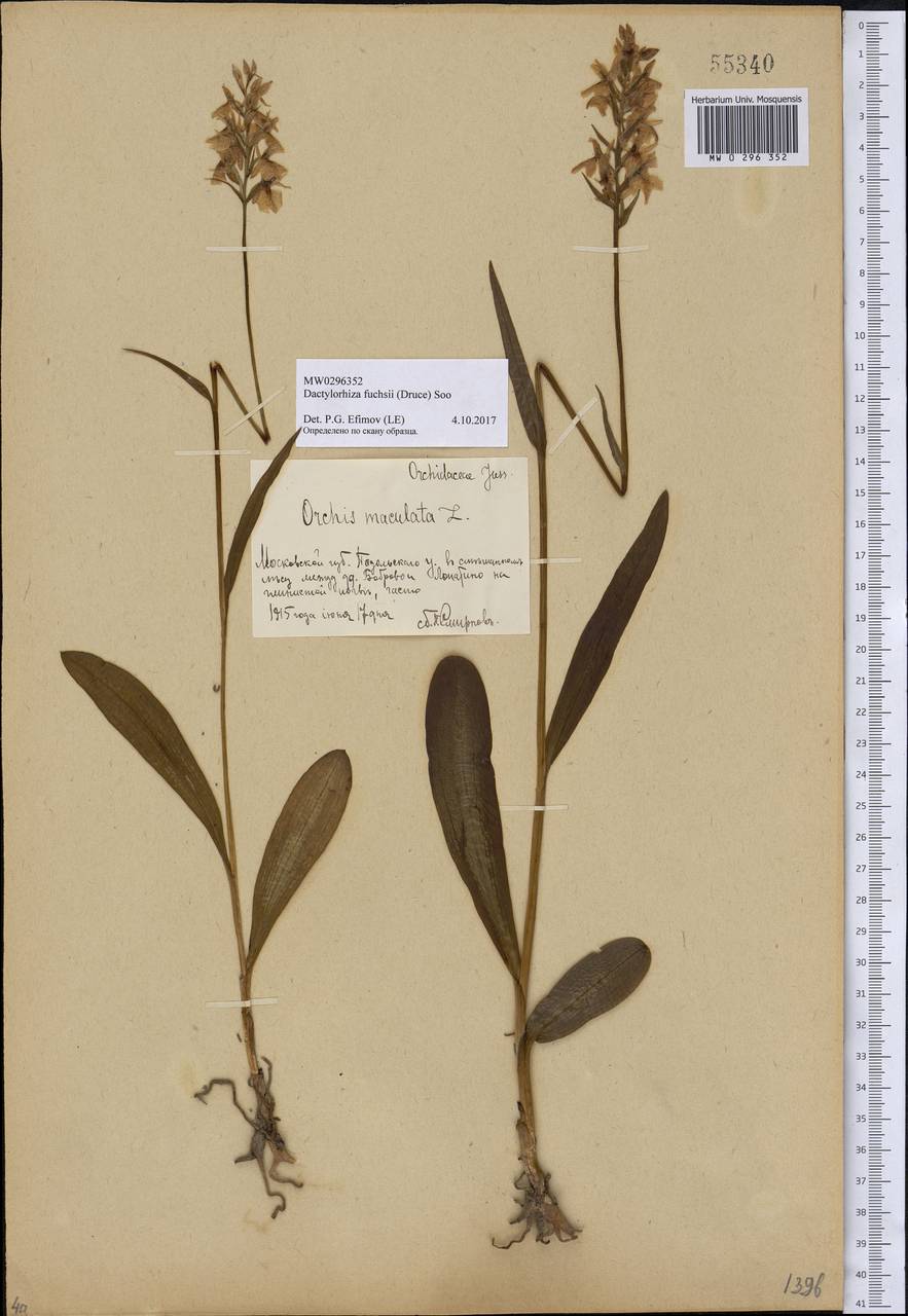 Dactylorhiza maculata subsp. fuchsii (Druce) Hyl., Eastern Europe, Moscow region (E4a) (Russia)