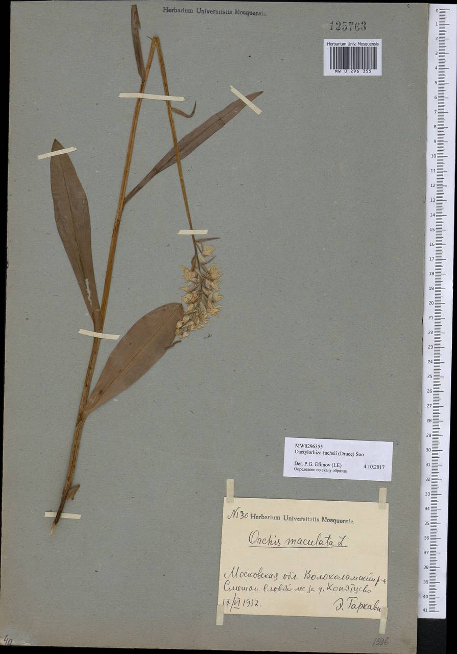 Dactylorhiza maculata subsp. fuchsii (Druce) Hyl., Eastern Europe, Moscow region (E4a) (Russia)