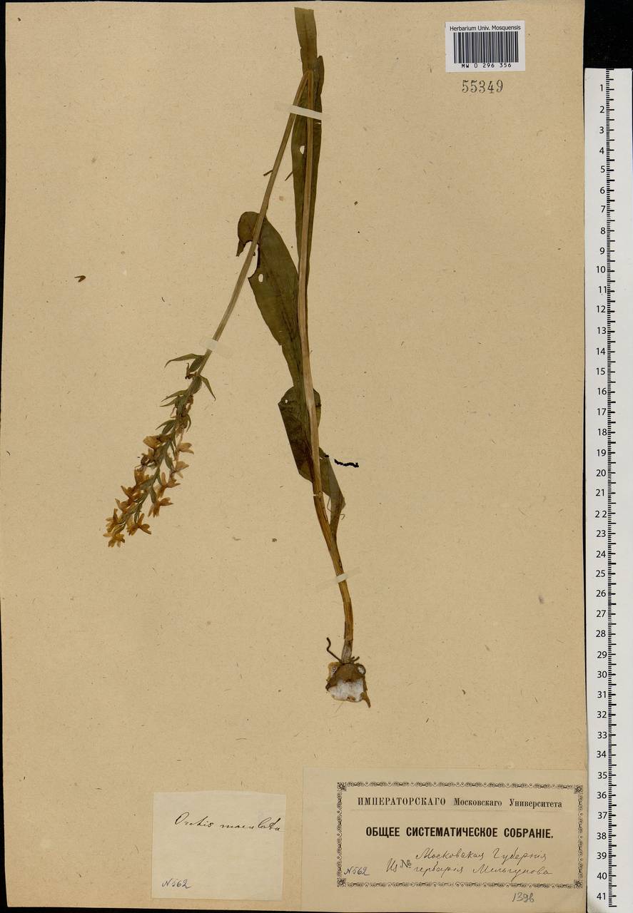 Dactylorhiza maculata (L.) Soó, Eastern Europe, Moscow region (E4a) (Russia)