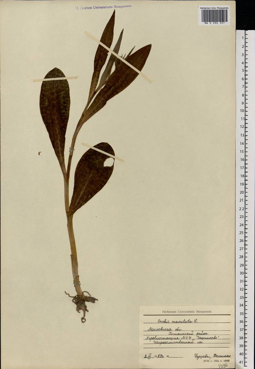 Dactylorhiza maculata (L.) Soó, Eastern Europe, Moscow region (E4a) (Russia)