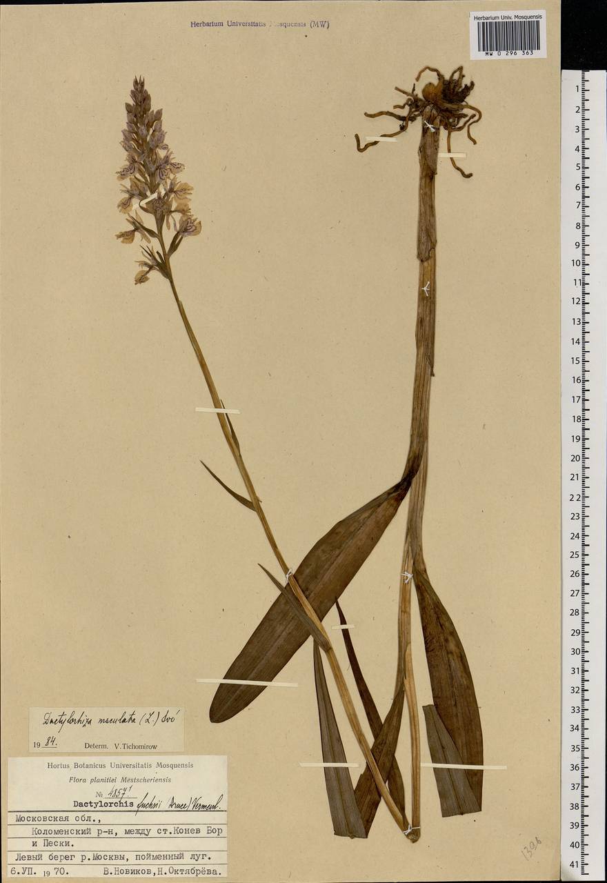 Dactylorhiza maculata (L.) Soó, Eastern Europe, Moscow region (E4a) (Russia)