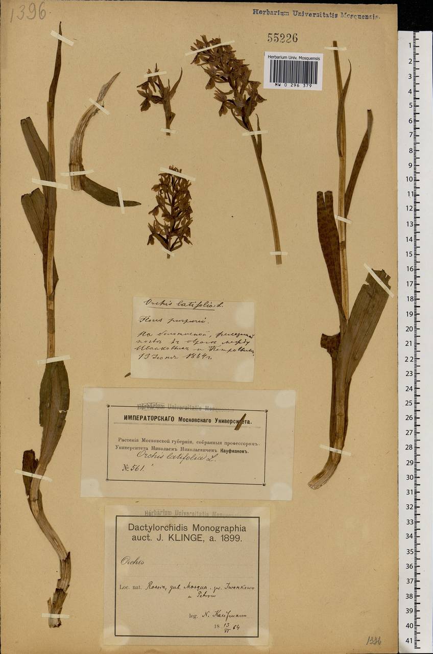 Dactylorhiza maculata (L.) Soó, Eastern Europe, Moscow region (E4a) (Russia)
