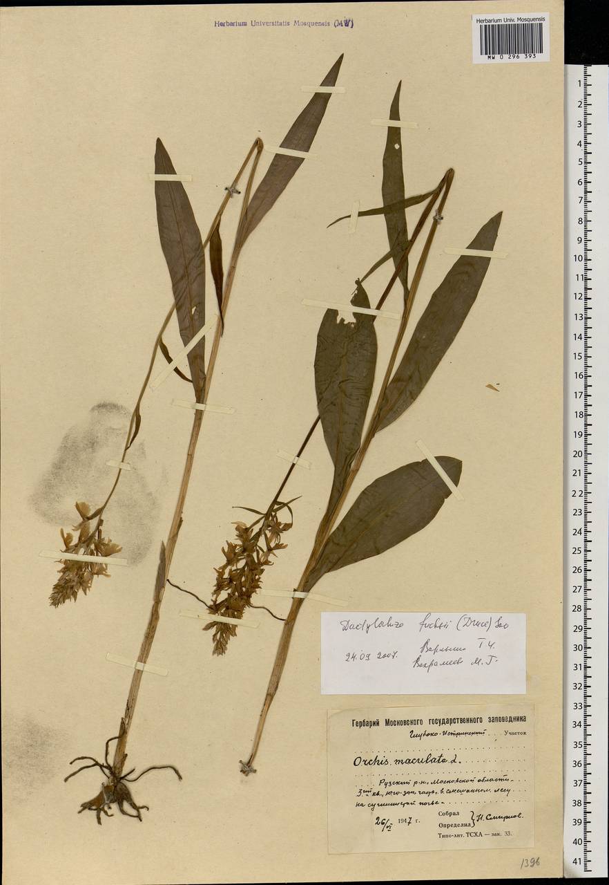 Dactylorhiza maculata (L.) Soó, Eastern Europe, Moscow region (E4a) (Russia)