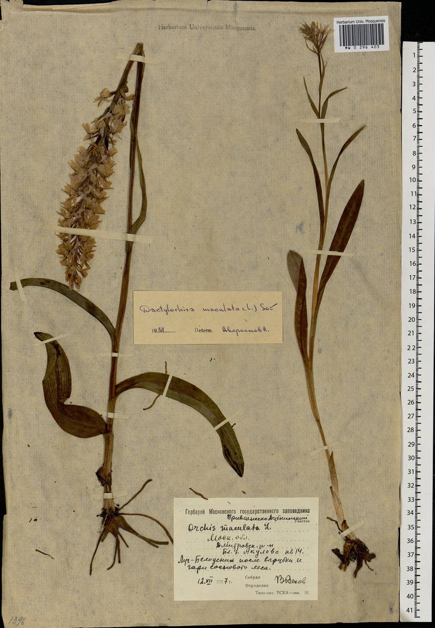 Dactylorhiza maculata (L.) Soó, Eastern Europe, Moscow region (E4a) (Russia)