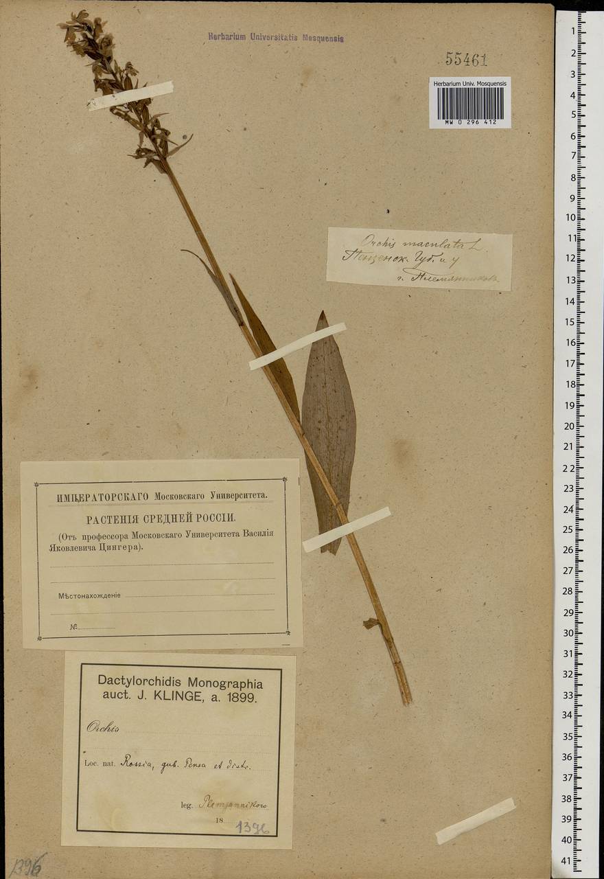 Dactylorhiza maculata (L.) Soó, Eastern Europe, Middle Volga region (E8) (Russia)