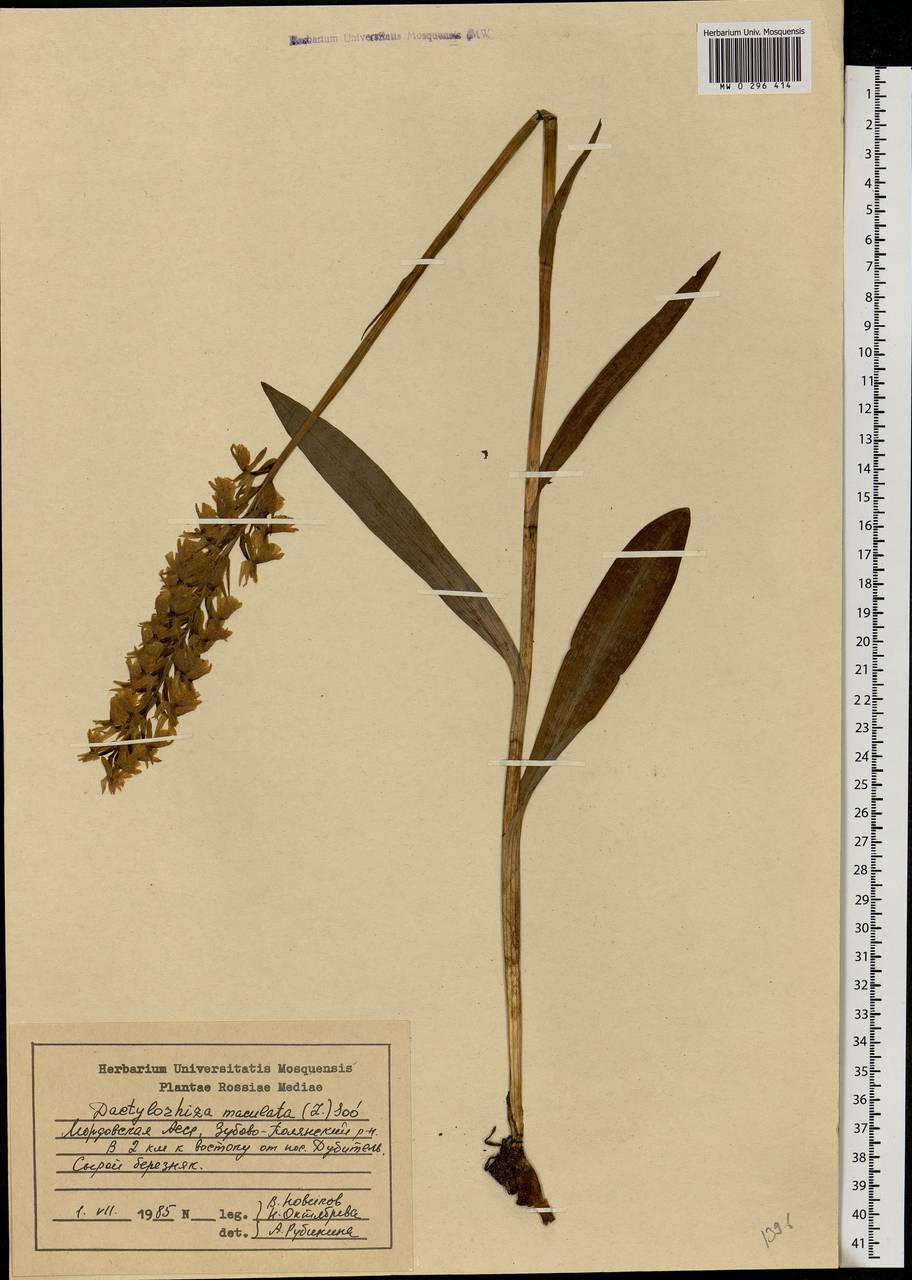 Dactylorhiza maculata (L.) Soó, Eastern Europe, Middle Volga region (E8) (Russia)