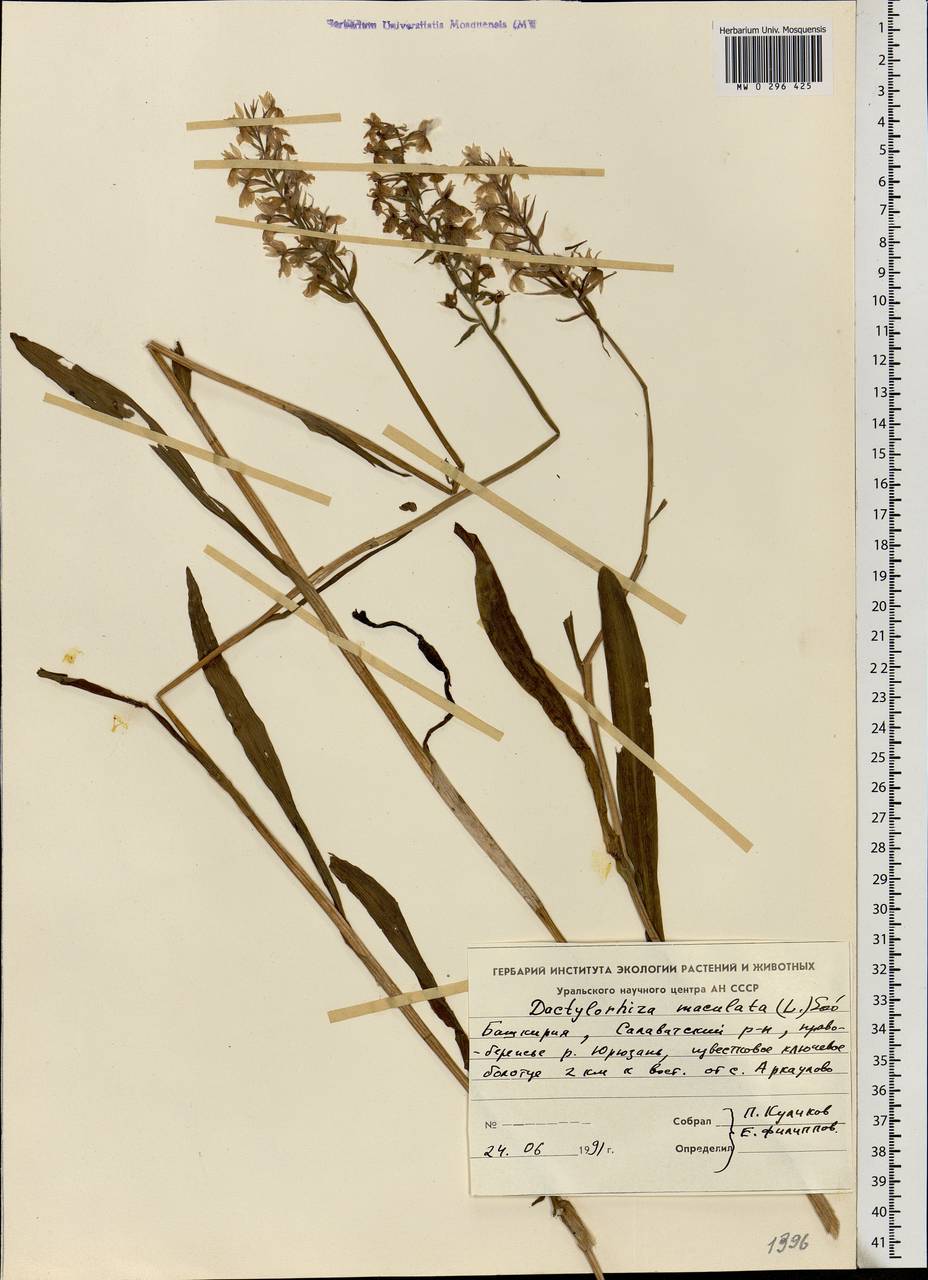 Dactylorhiza maculata (L.) Soó, Eastern Europe, Eastern region (E10) (Russia)