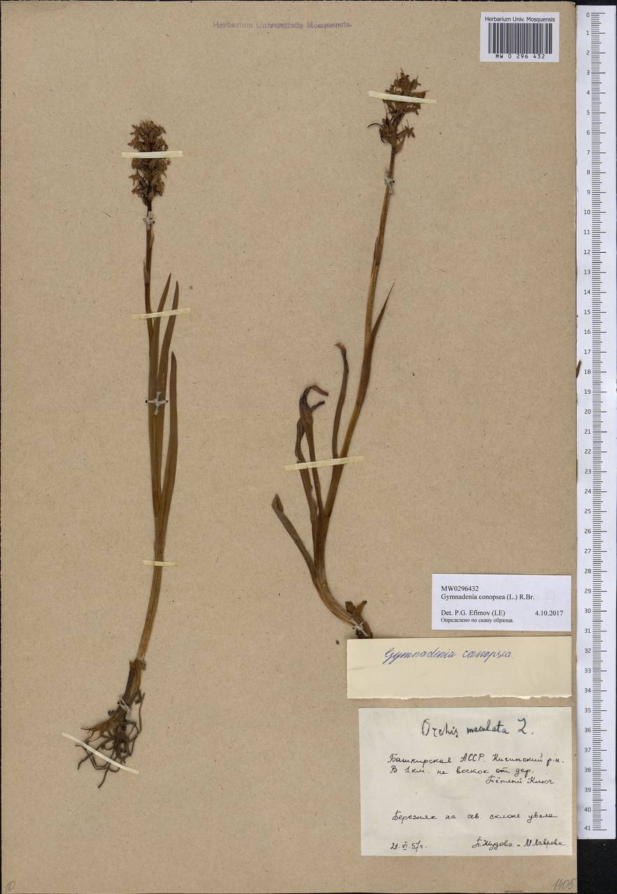 Gymnadenia conopsea (L.) R.Br., Eastern Europe, Eastern region (E10) (Russia)