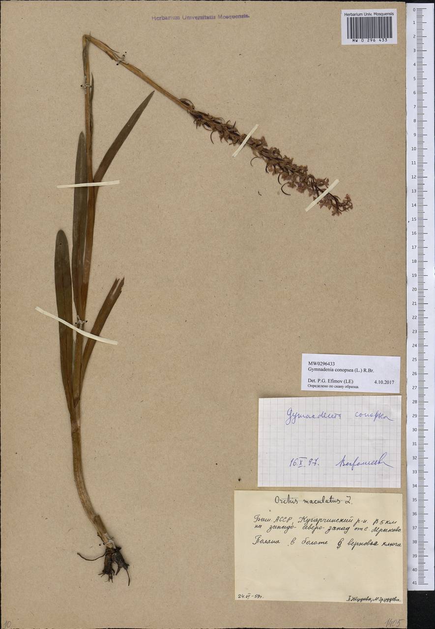 Gymnadenia conopsea (L.) R.Br., Eastern Europe, Eastern region (E10) (Russia)