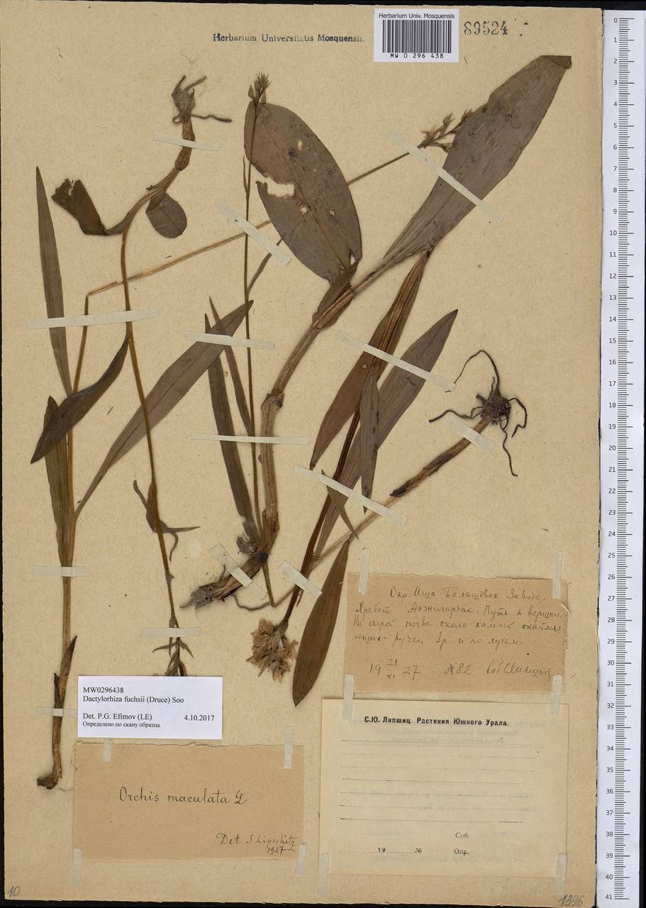 Dactylorhiza maculata subsp. fuchsii (Druce) Hyl., Eastern Europe, Eastern region (E10) (Russia)
