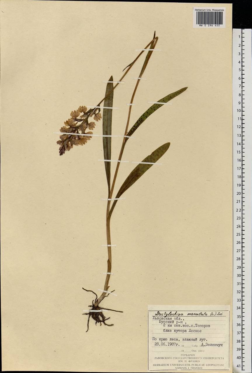 Dactylorhiza maculata (L.) Soó, Eastern Europe, West Ukrainian region (E13) (Ukraine)