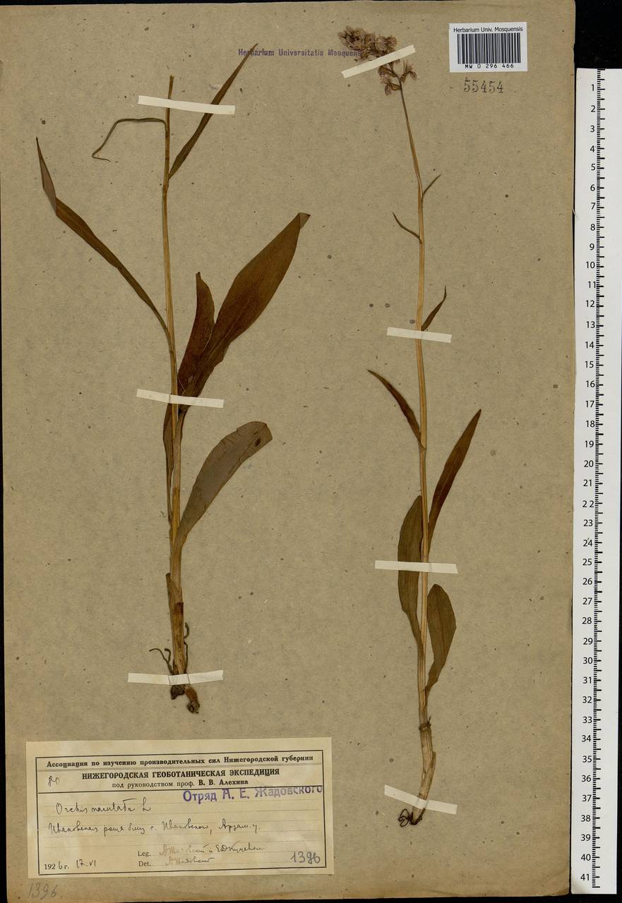 Dactylorhiza maculata (L.) Soó, Eastern Europe, Volga-Kama region (E7) (Russia)