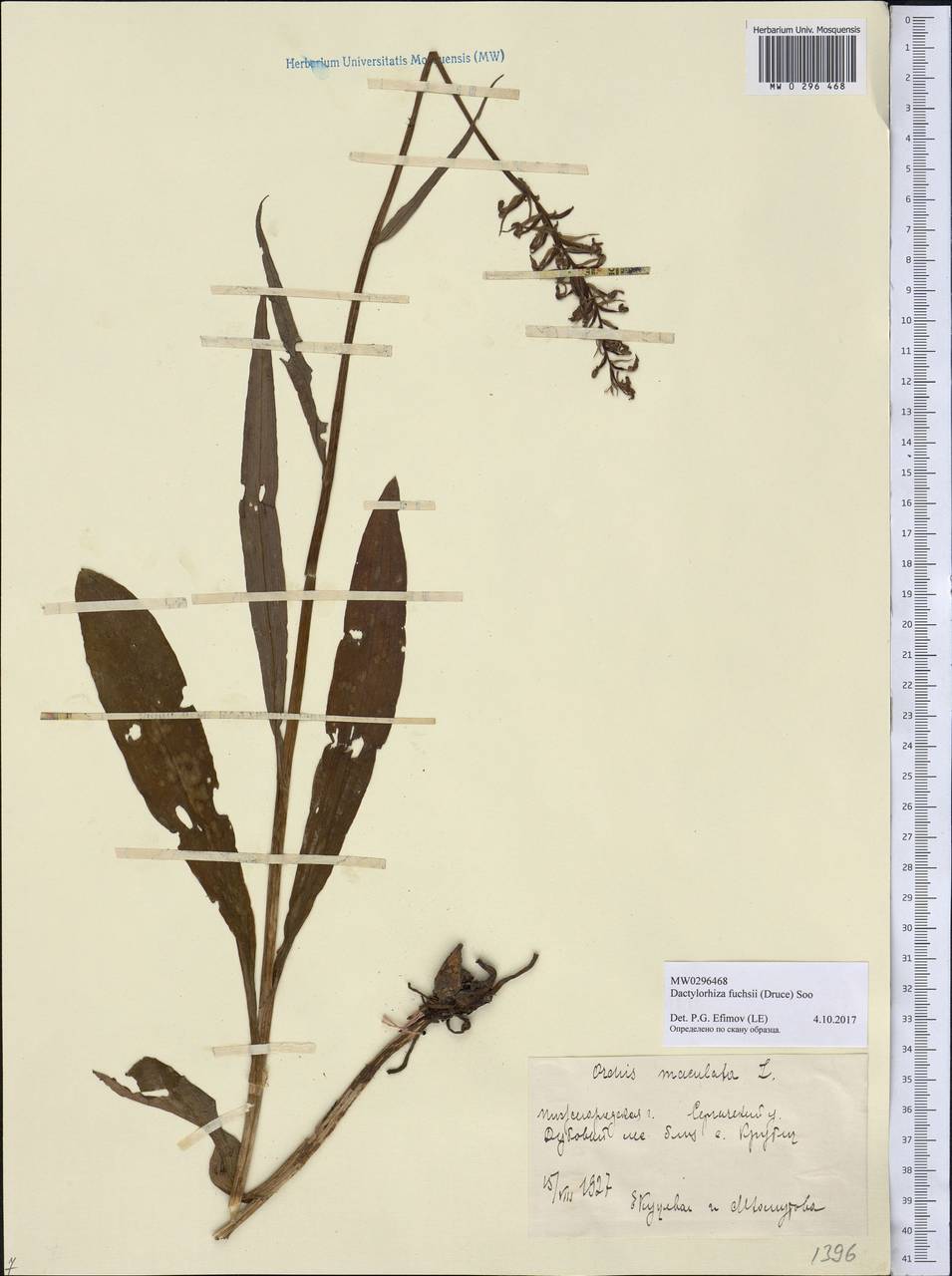 Dactylorhiza maculata subsp. fuchsii (Druce) Hyl., Eastern Europe, Volga-Kama region (E7) (Russia)