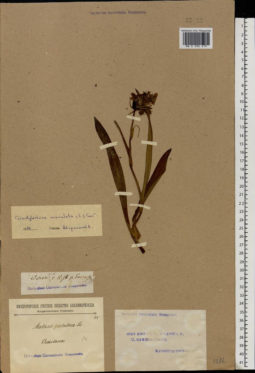 Dactylorhiza maculata (L.) Soó, Eastern Europe, Volga-Kama region (E7) (Russia)