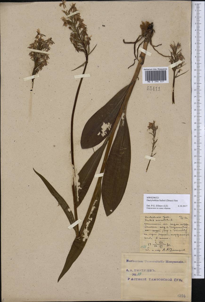 Dactylorhiza maculata subsp. fuchsii (Druce) Hyl., Eastern Europe, Central forest-and-steppe region (E6) (Russia)