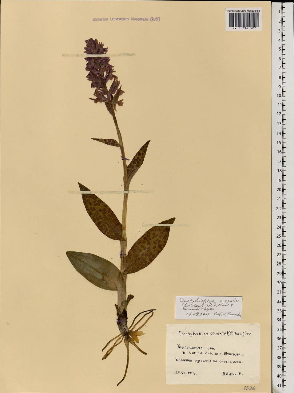 Dactylorhiza majalis (Rchb.) P.F.Hunt & Summerh., Eastern Europe, South Ukrainian region (E12) (Ukraine)