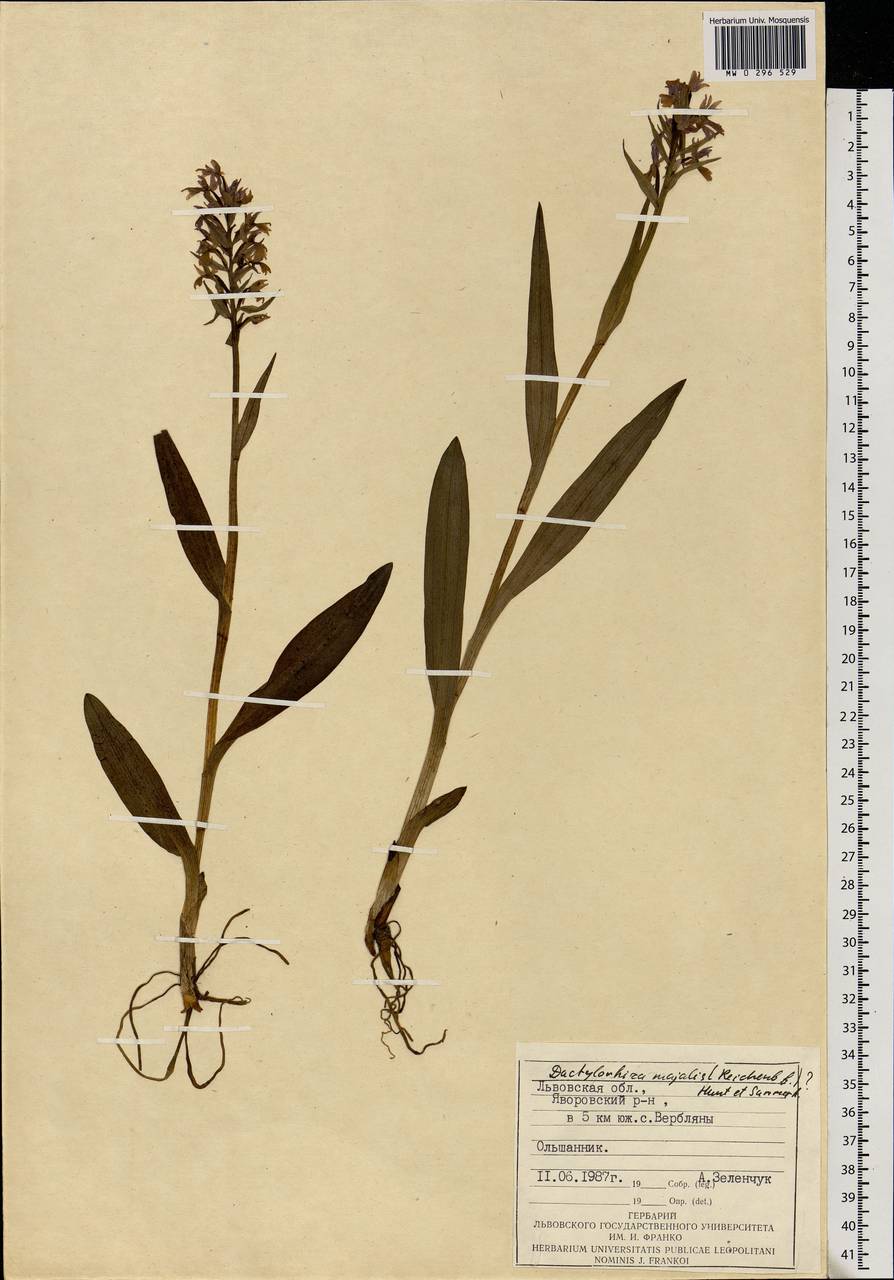 Dactylorhiza majalis (Rchb.) P.F.Hunt & Summerh., Eastern Europe, West Ukrainian region (E13) (Ukraine)