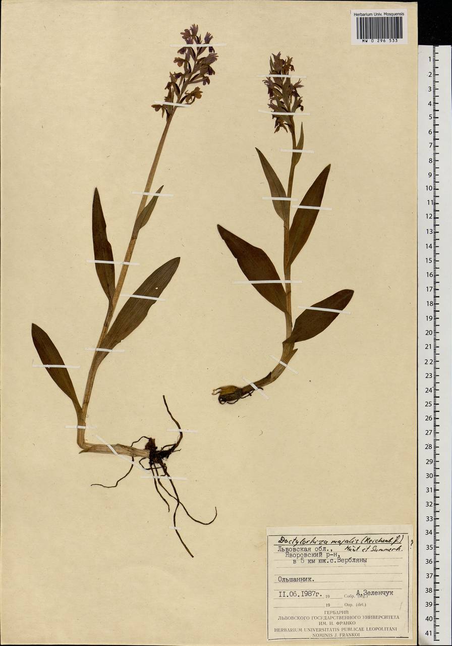 Dactylorhiza majalis (Rchb.) P.F.Hunt & Summerh., Eastern Europe, West Ukrainian region (E13) (Ukraine)