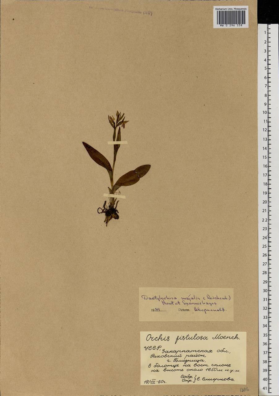 Dactylorhiza majalis (Rchb.) P.F.Hunt & Summerh., Eastern Europe, West Ukrainian region (E13) (Ukraine)