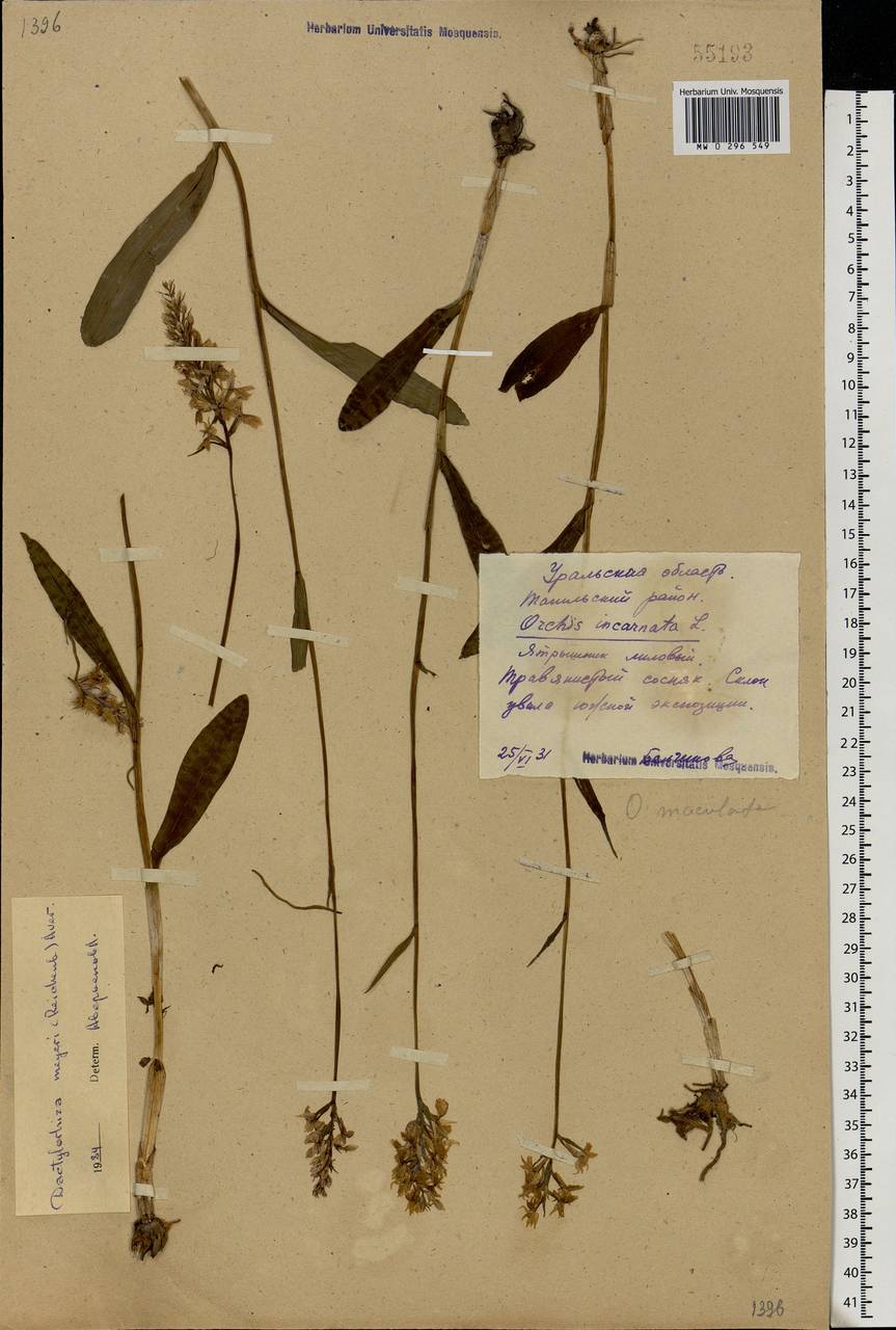 Dactylorhiza fuchsii subsp. fuchsii, Eastern Europe, Eastern region (E10) (Russia)
