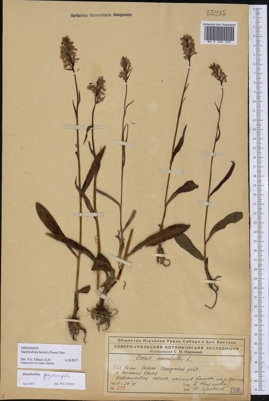 Dactylorhiza maculata subsp. fuchsii (Druce) Hyl., Eastern Europe, Northern region (E1) (Russia)