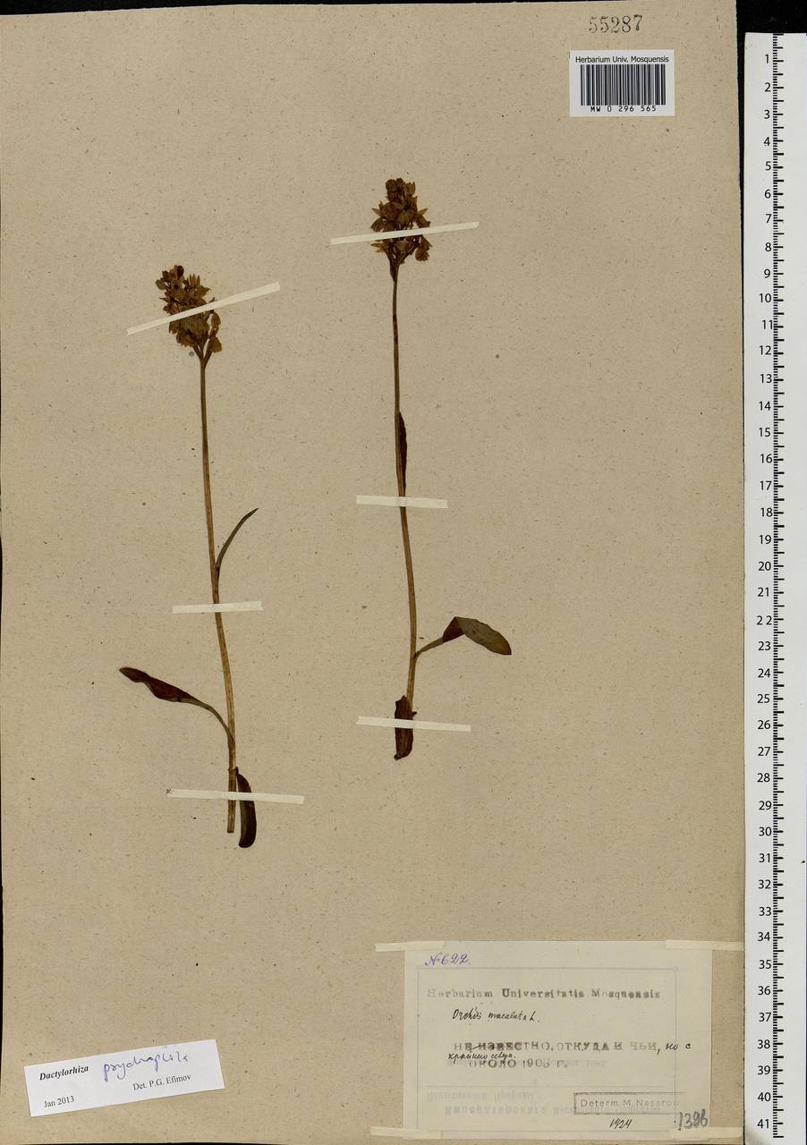 Dactylorhiza fuchsii subsp. psychrophila (Schltr.) Holub, Eastern Europe, Northern region (E1) (Russia)